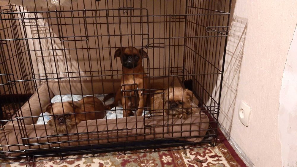 Клетка для собаки