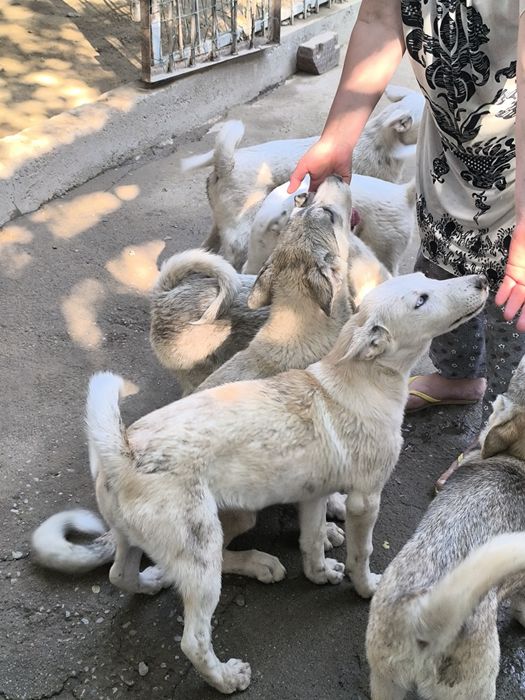 Продам щенков охотничьих