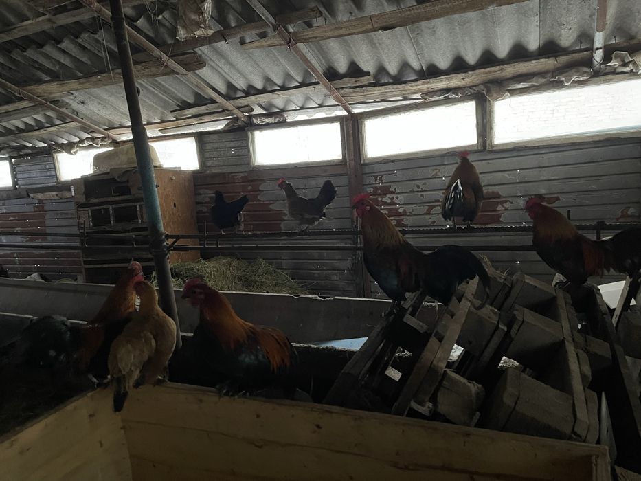 Продам карликов