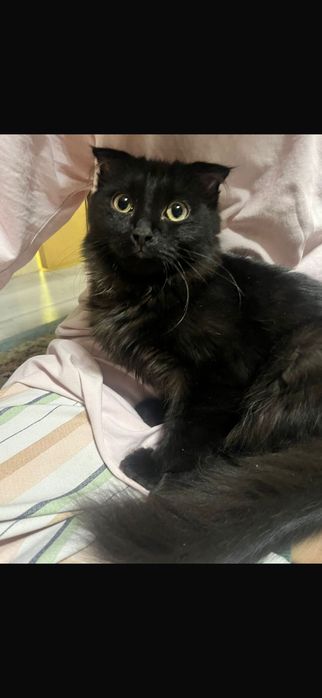 Мысык оте акылды ари ойыншыл