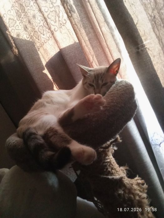 Кошка в добрые руки