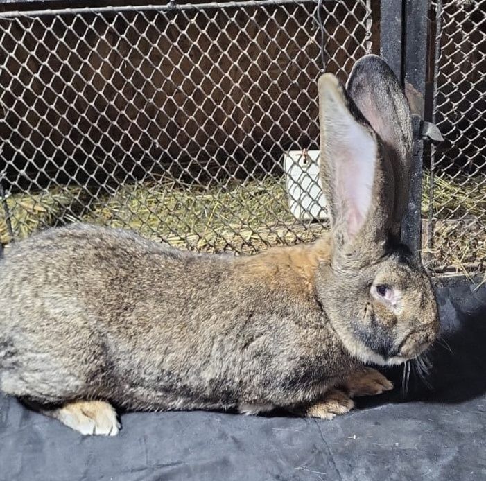 Iepuri uriasi german