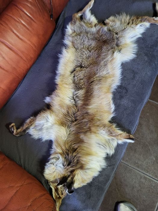 Blana de vulpe naturala