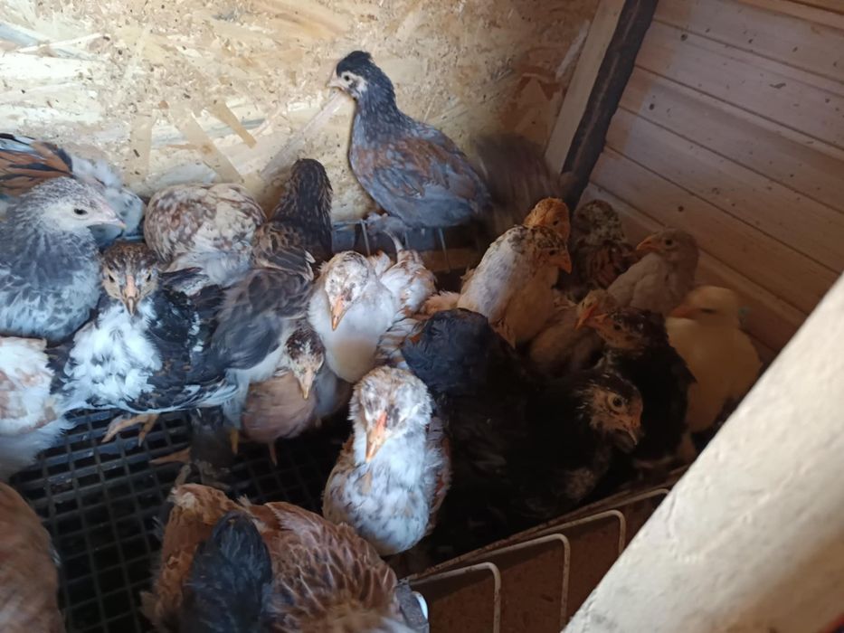 Pui Brahma, motați si din oua verzi și cocoși de anul trecut