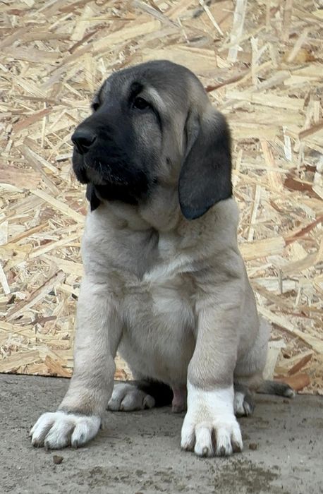 Catel Kangal ( Malakli)