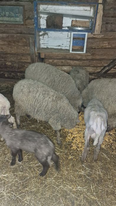 Berbeci si oi cu miei de vânzare