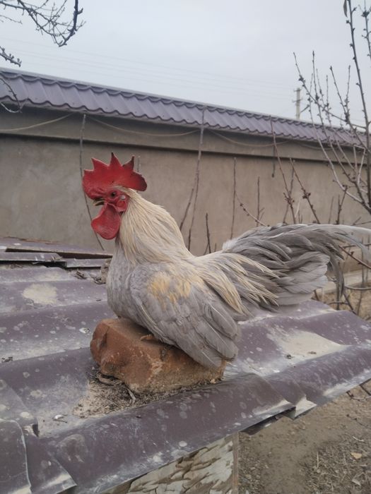 Два петушка шабо .