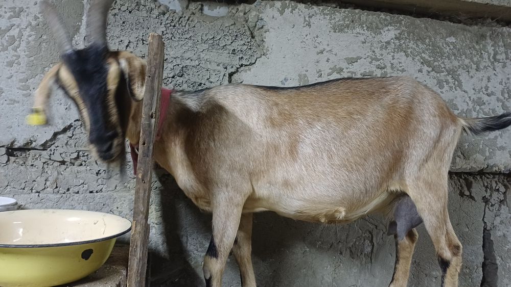 Продам козу.  Дойная