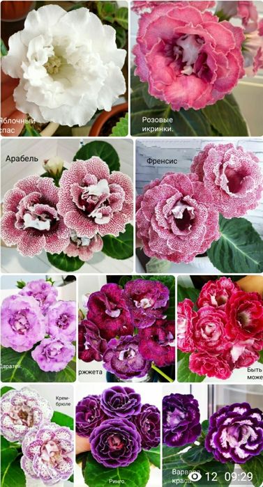 Укоренные листочки глоксиний.