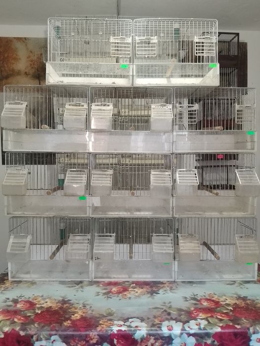 Colivi de canari de vânzare