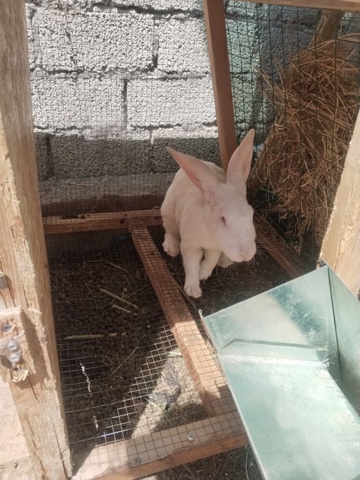 Quyonlar va quyon qafaslari sotilad