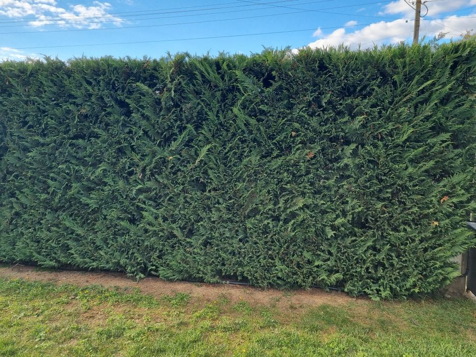 Chiparos Leyland altoit, ideal pentru gard viu dens și cu creștere rap