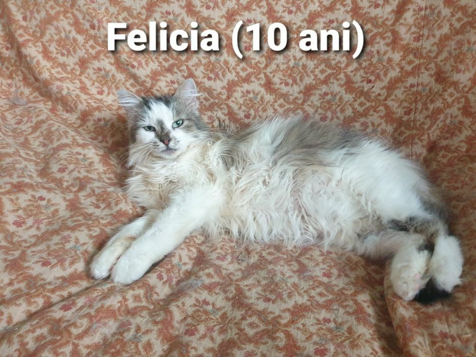 MINUNATII DE PISICUTE frumoase si iubicioase