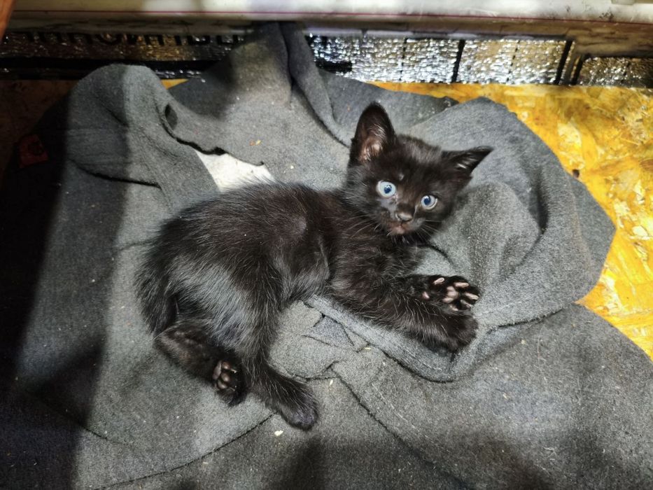 Отдадим котят в добрые руки