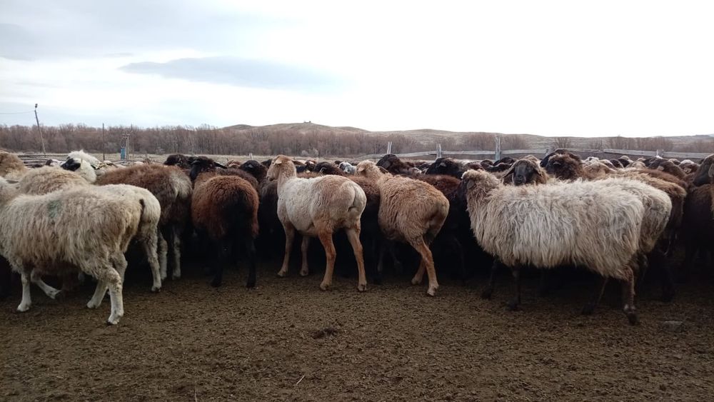 Буаз қойлар сатылады