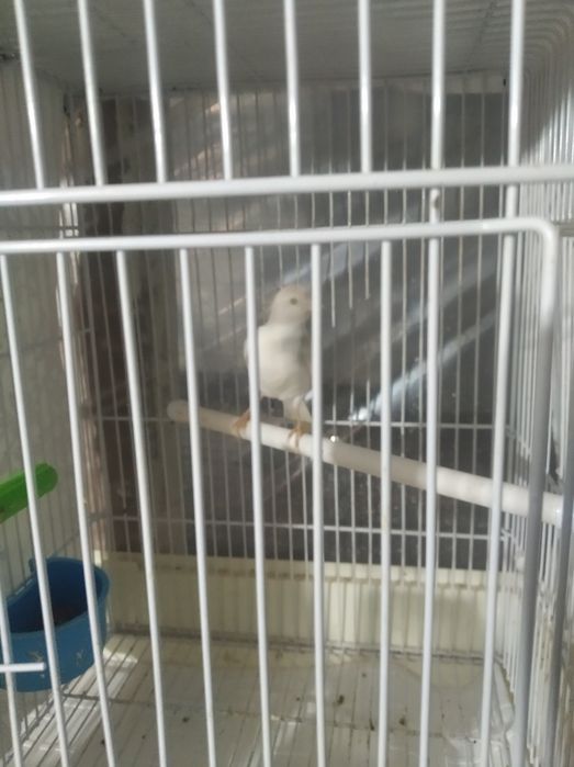 Канарейки 150000 тысяч