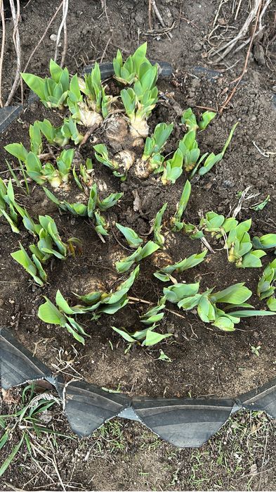 Ирис и Лилия продам луковицу