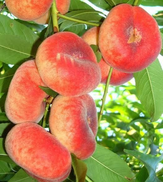 Piersic plat diferite soiuri