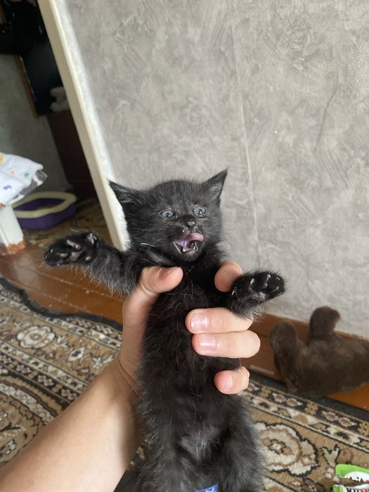 Отдам в хорошие руки