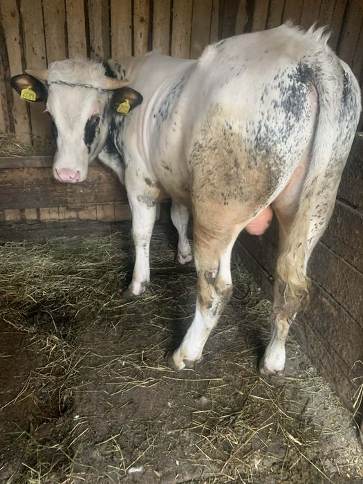 De vanzare taur         .