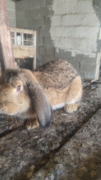 Mascul berbec german de vânzare