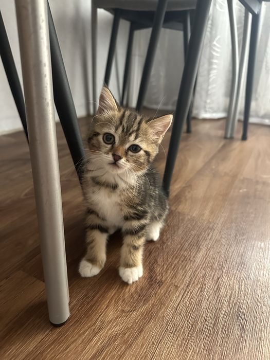 Отдам кошечку.