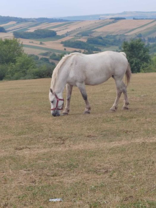 Iapa și mânz  de  vânzare