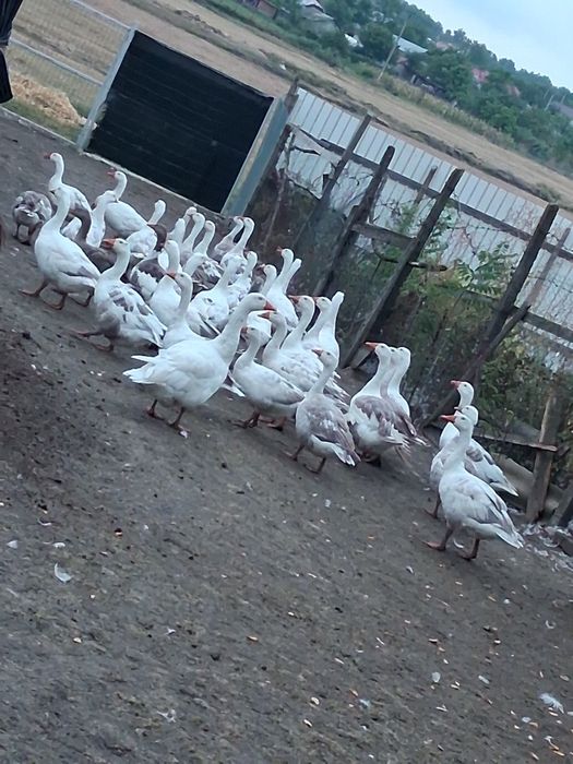 Vând Gâște si Rațe Mute