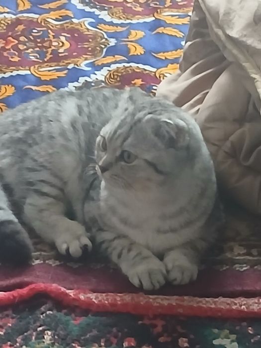 Mushuk zotdor 7oylik