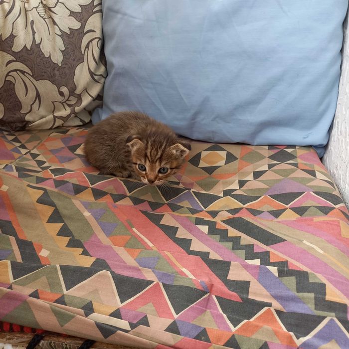 Продам британских вислоухих котят