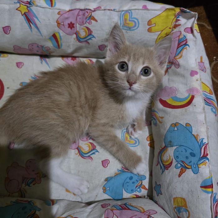 Котик ищет дом!!!