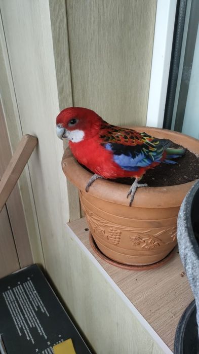 Розело красный самец молодой