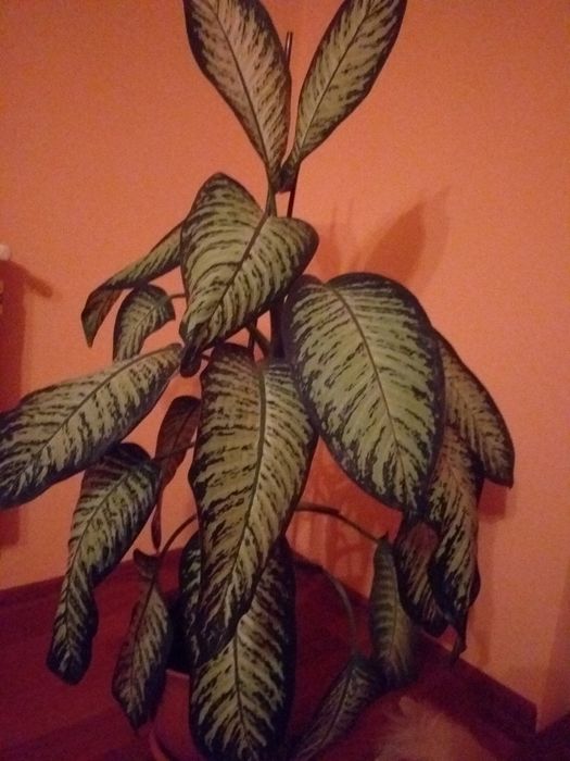 Dieffenbahia -1,2m=100 ron.