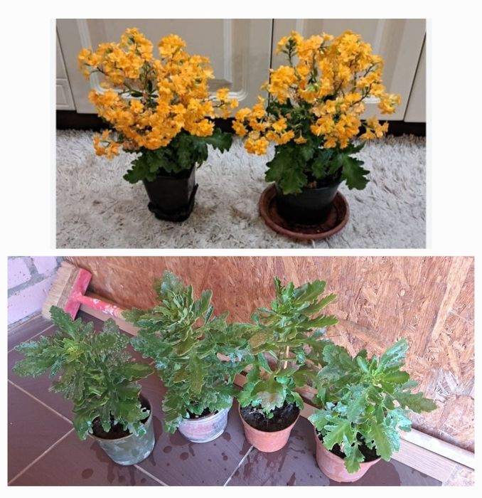 Комнатные цветы разные