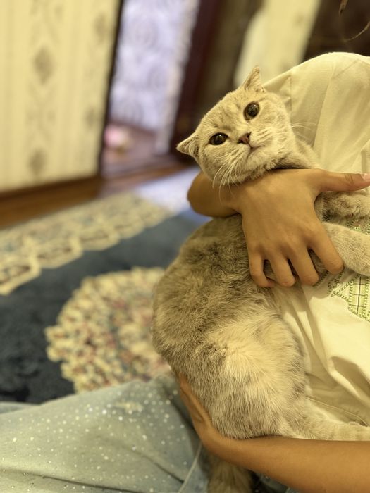 Zotor mushukcha bor yanvarda tugilgan