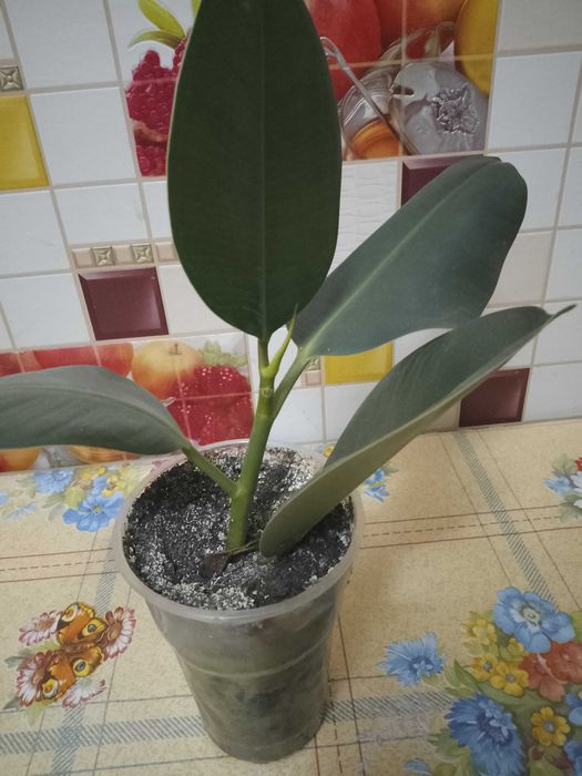 Фикус каучуконосный.,