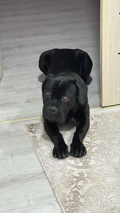 Собака, кане корсо, щенок 8 месяцев !