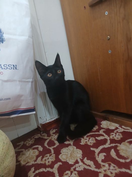 котёнок, девочка