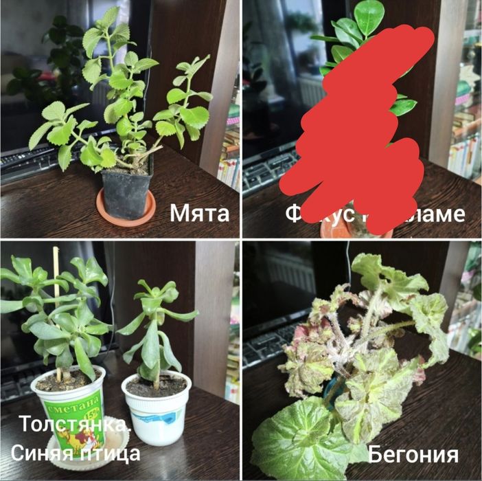 Продам комнатные растения