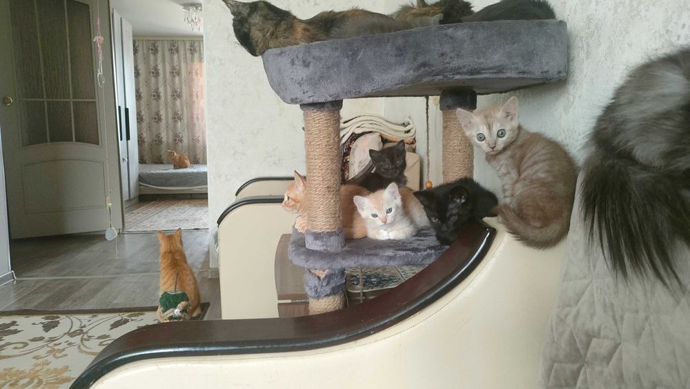 Отдам красивых котят в добрые руки
