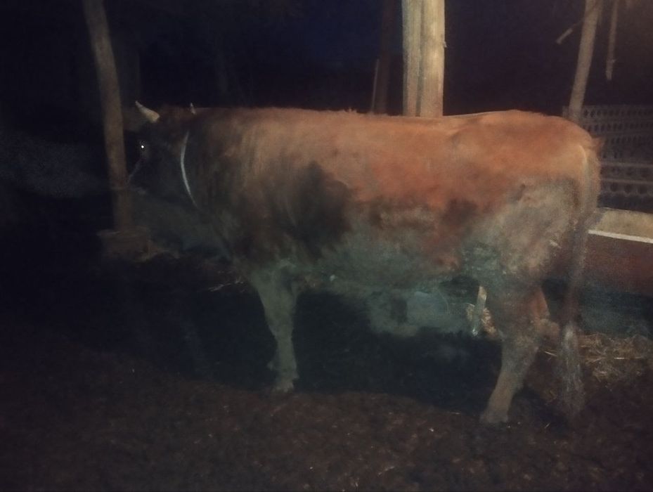 Buqa sotiladi 27 milyon