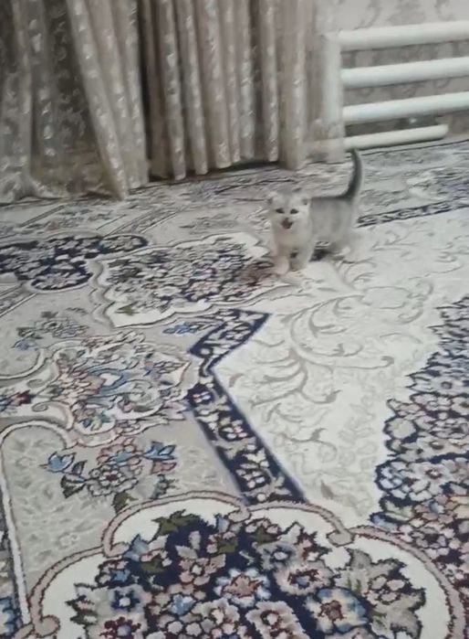 Mishug British chinchilla