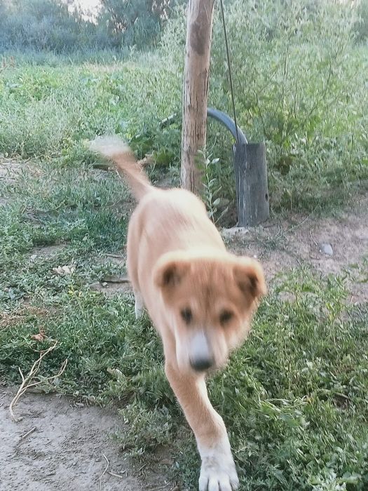 Дендері сау күшік