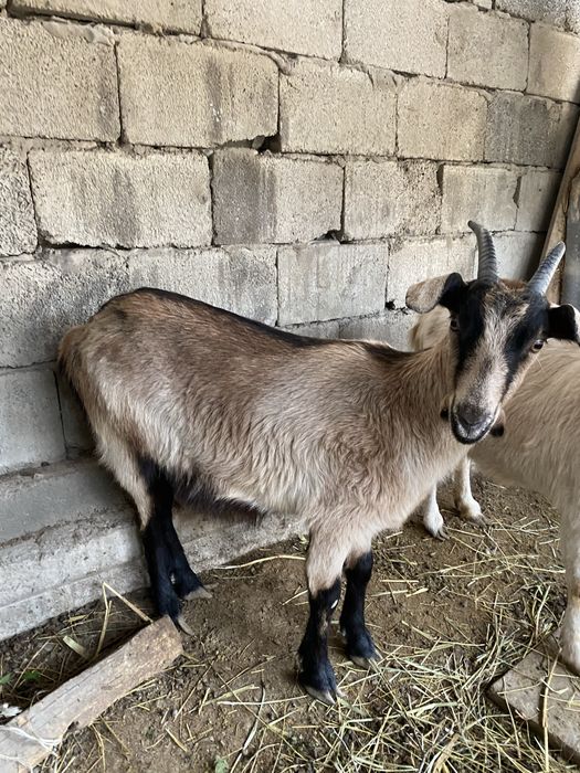 Парода ешкілер сатылады