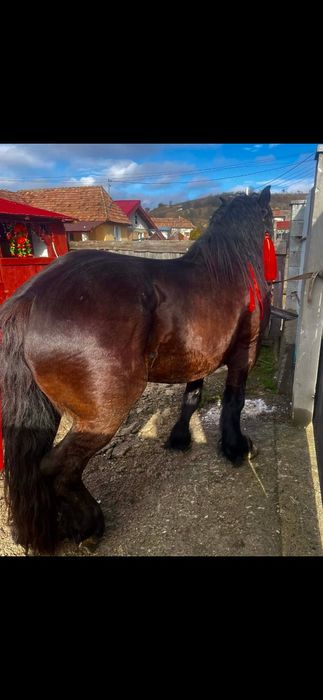 Vând sau schimb un armăsar de 5 ani