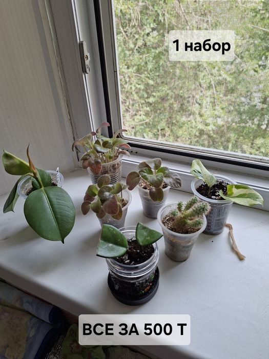 Продаю цветы разные