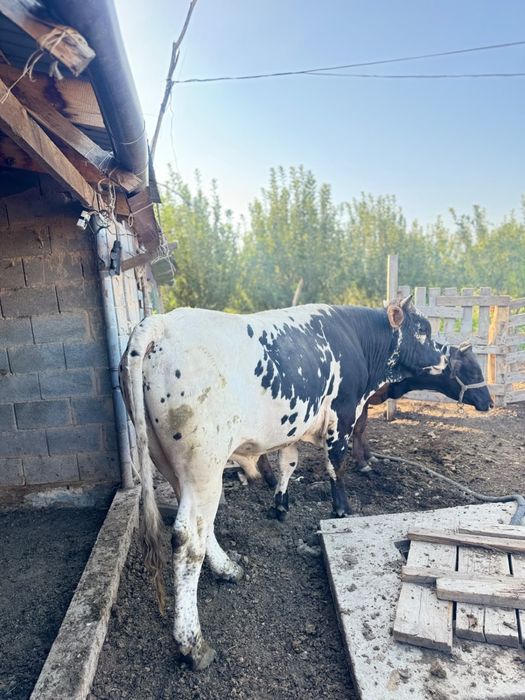 Бұқа екі жасар,быки,карова