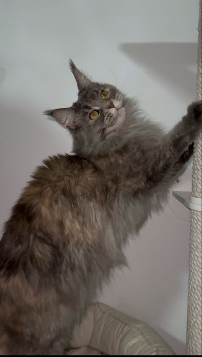 Мейн кун котята