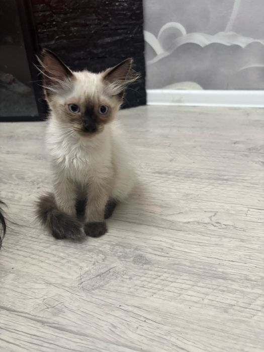 Отдам котят в надежные руки