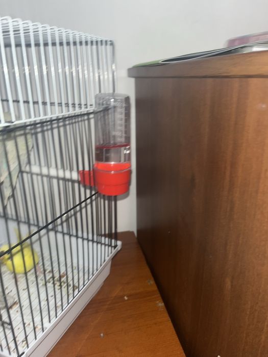 Продаю попугаев волнистики